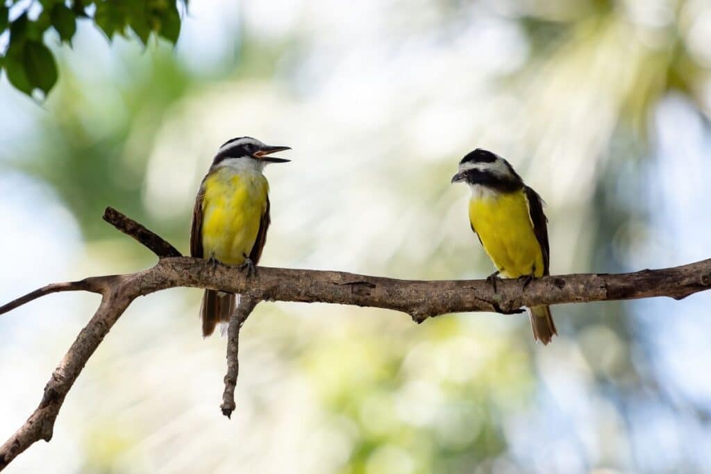 Great Kiskadee