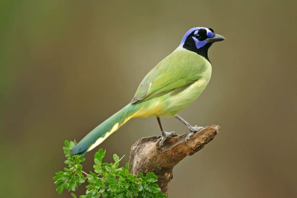 The Green Jay