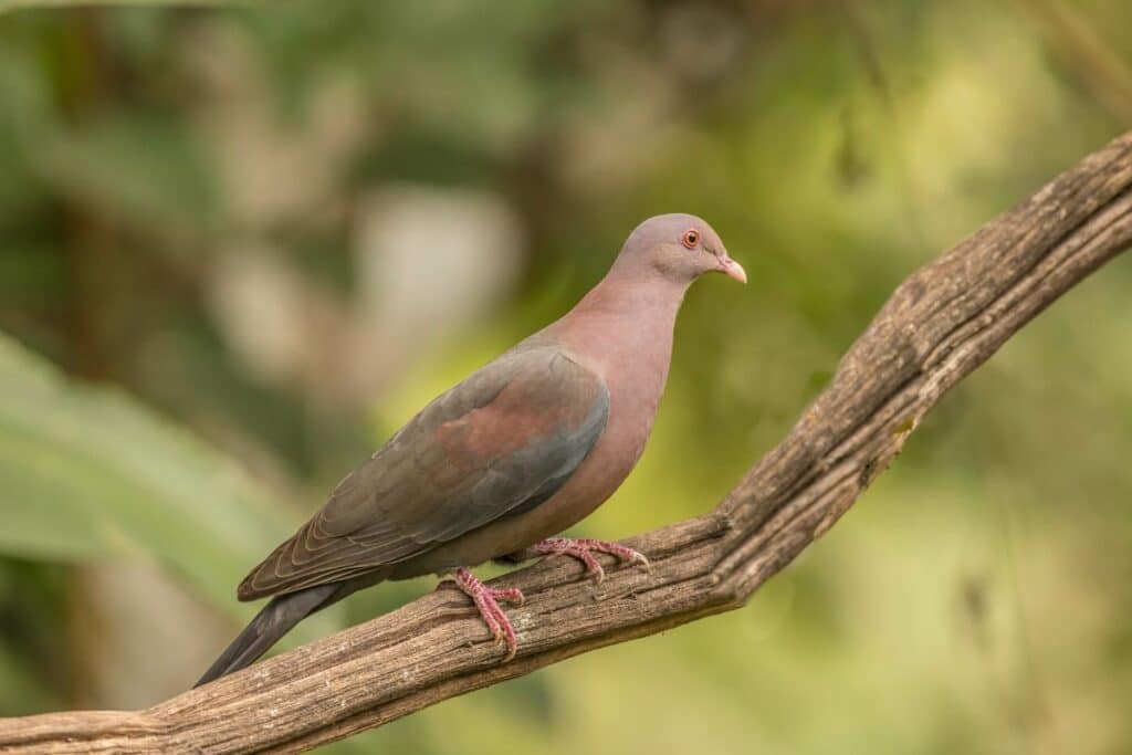 Red billed Pigeon Estero Llano Grande State Park