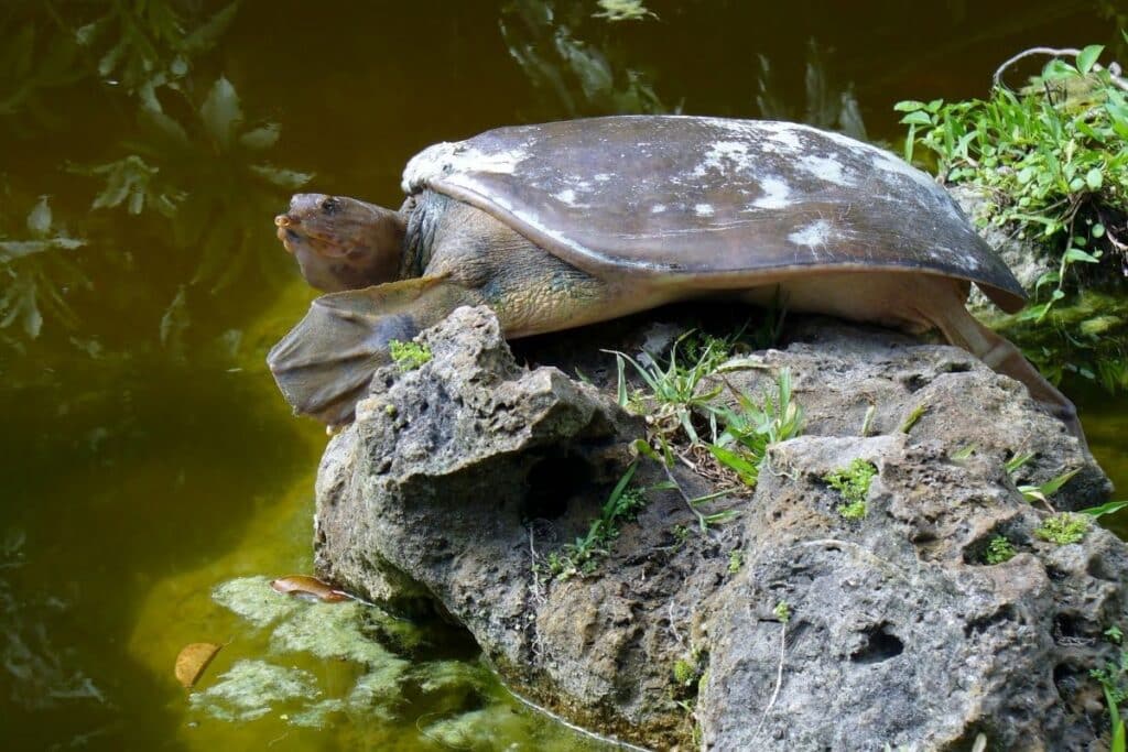 Texas Spiny Softshell Turtle Estero Llano Grande State Park