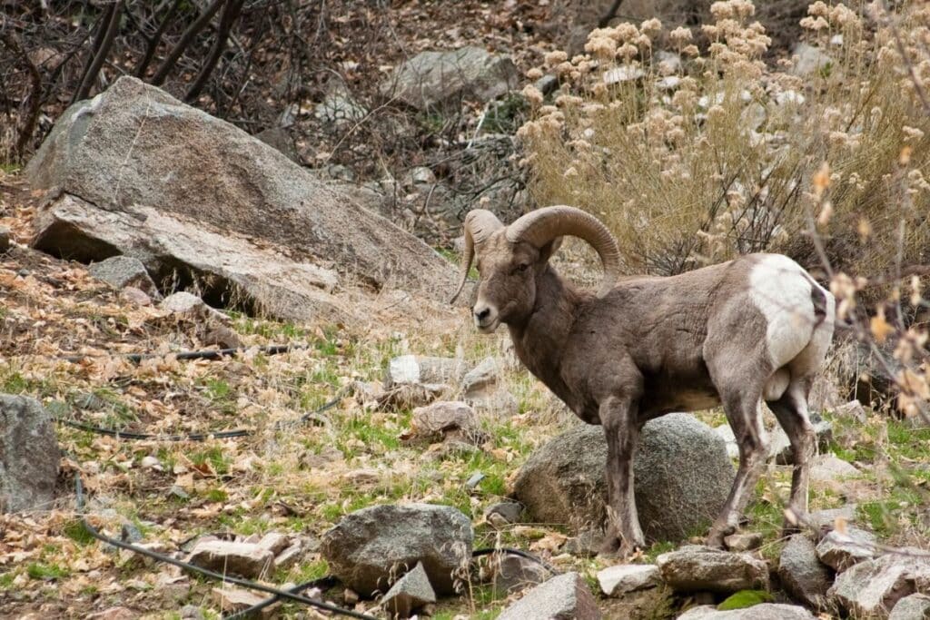 Bighorn Sheep Cluster Gallatin National Forest animals