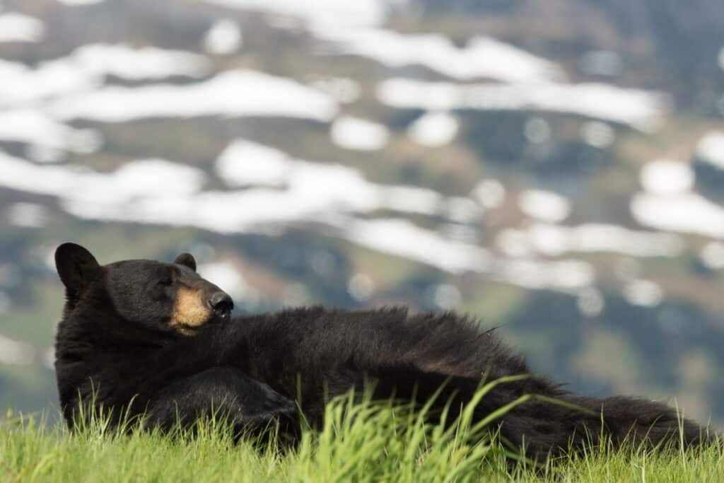 Black Bear of the Arctic National Park