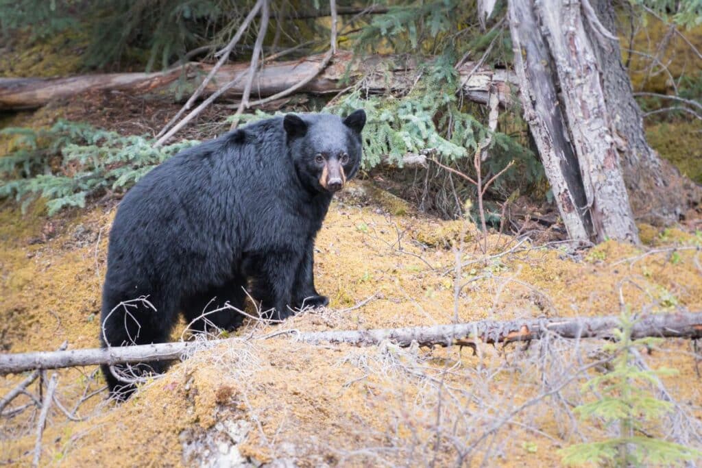 Black Bears Cluster Gallatin National Forest animals