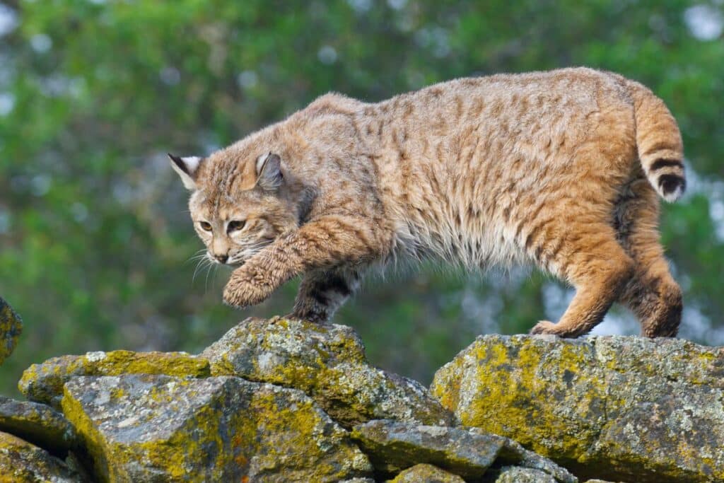 15 Animals in the Cluster Gallatin National Forest We Saw on a Camping Trip! (Photos and Campsites Included) Bobcats Cluster Gallatin National Forest animals