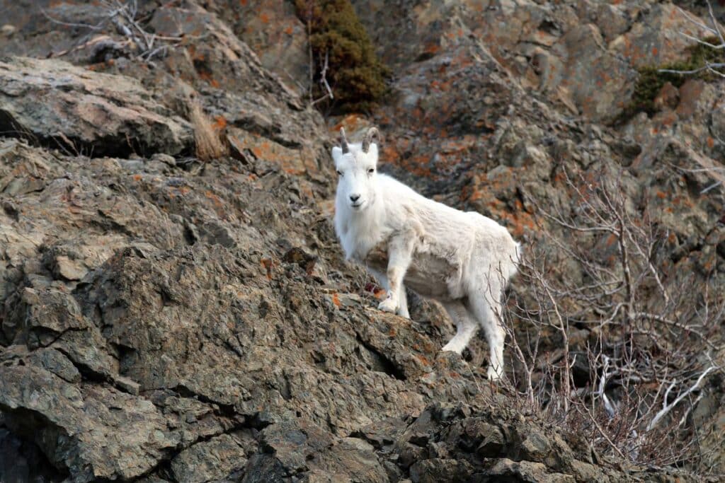 Dall Sheep Gates of the Arctic National Park