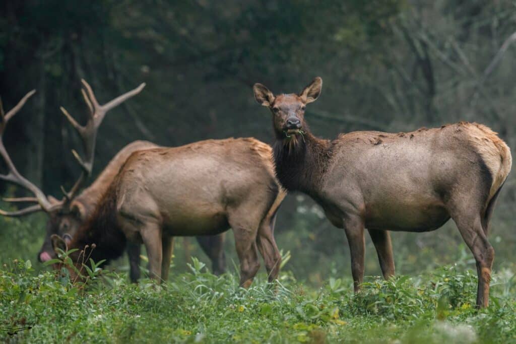 15 Animals in the Cluster Gallatin National Forest We Saw on a Camping Trip! (Photos and Campsites Included) ELk Cluster Gallatin National Forest animals
