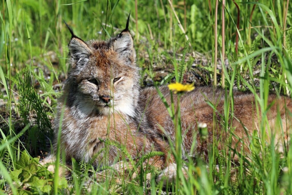 Lynx of the Arctic National Park