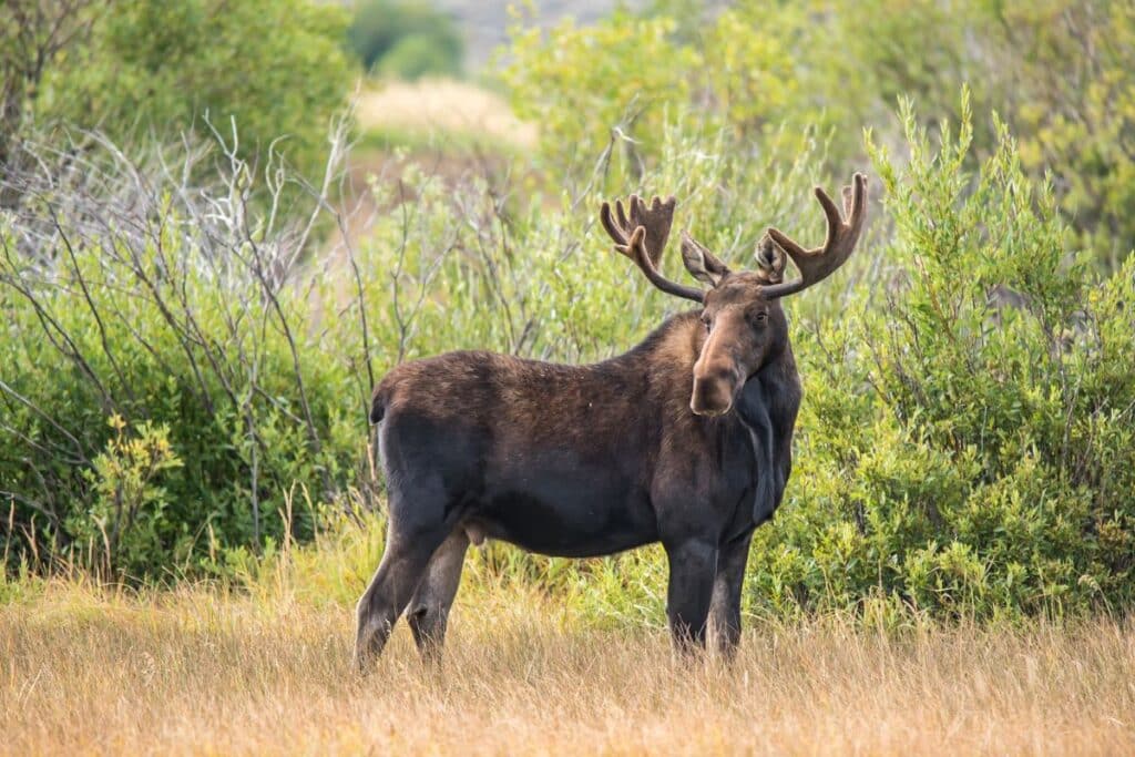 15 Animals in the Cluster Gallatin National Forest We Saw on a Camping Trip! (Photos and Campsites Included) Moose Cluster Gallatin National Forest animals