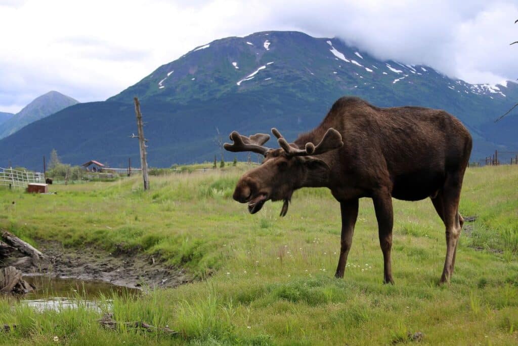 Moose Gates of the Arctic National Park