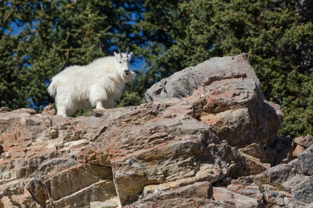 Mountain Goats Cluster Gallatin National Forest animals