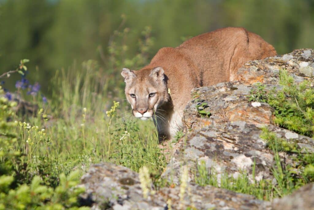 Mountain Lions Cluster Gallatin National Forest animals
