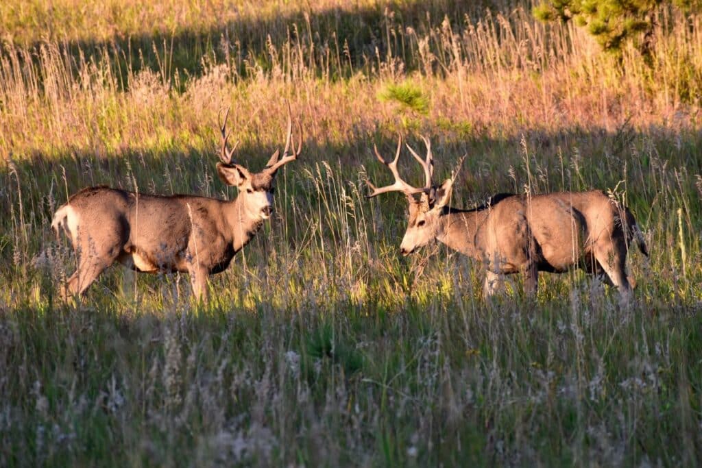 Animals in South Dakota