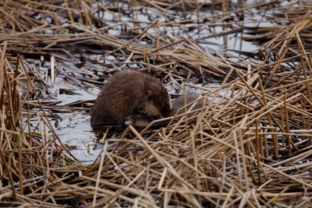 Muskrat of the Arctic National Park