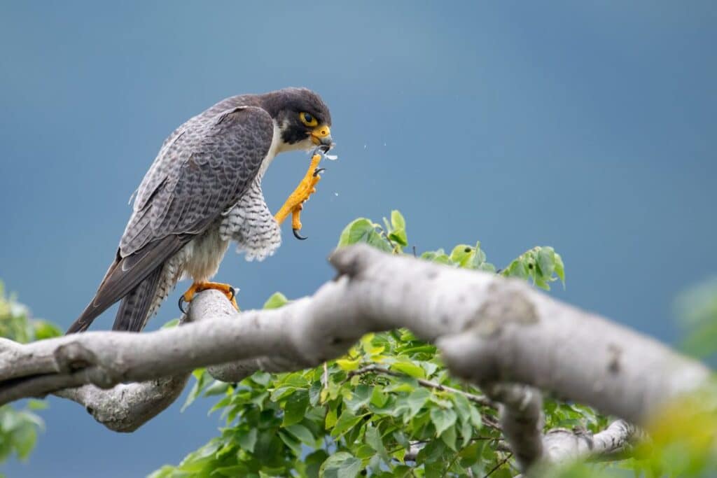 Peregrine Falcon of the Arctic National Park