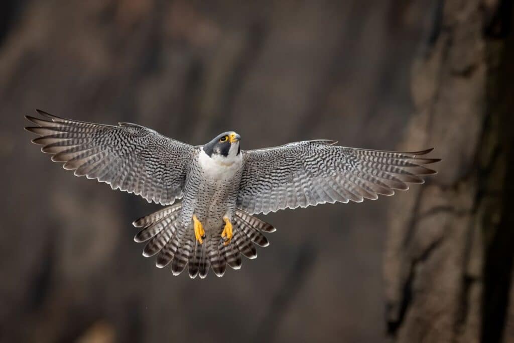 Peregrine Falcons Cluster Gallatin National Forest animals