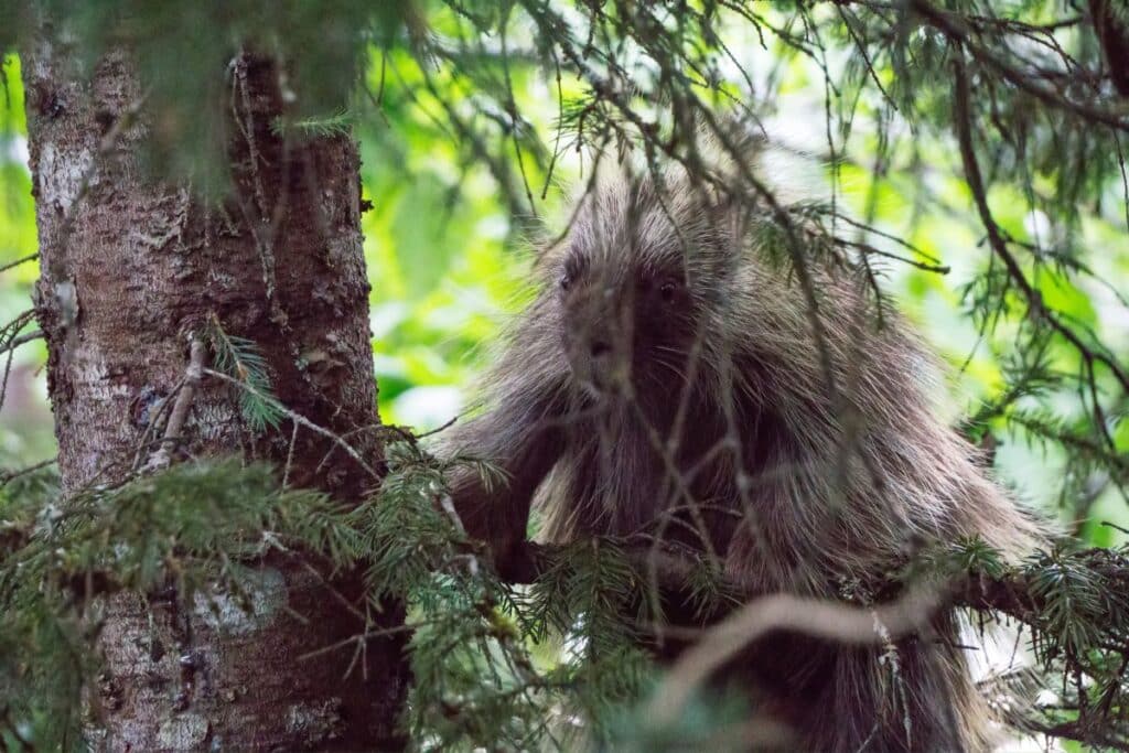 Porcupine of the Arctic National Park