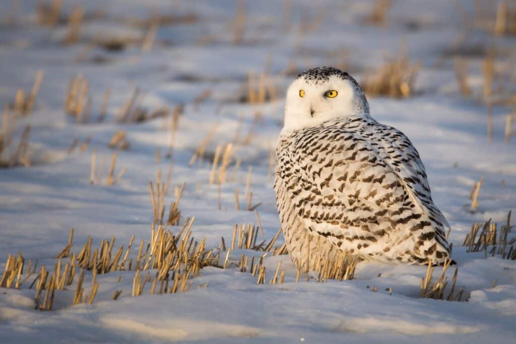 Snowy Owl of the Arctic National Park