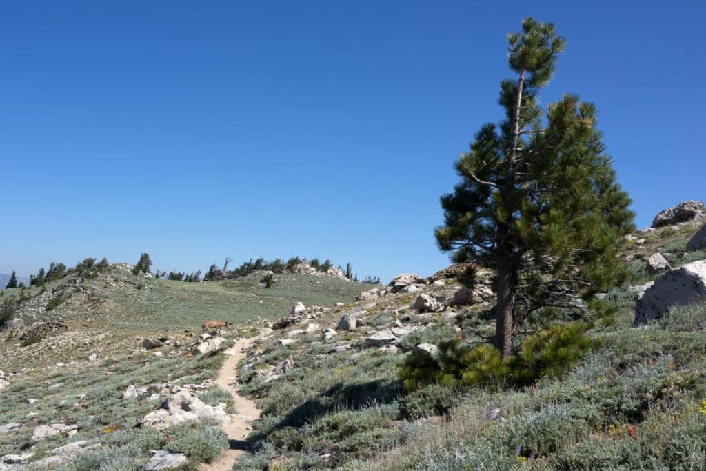 Tahoe Rim Trail Long Distance Hikes in America