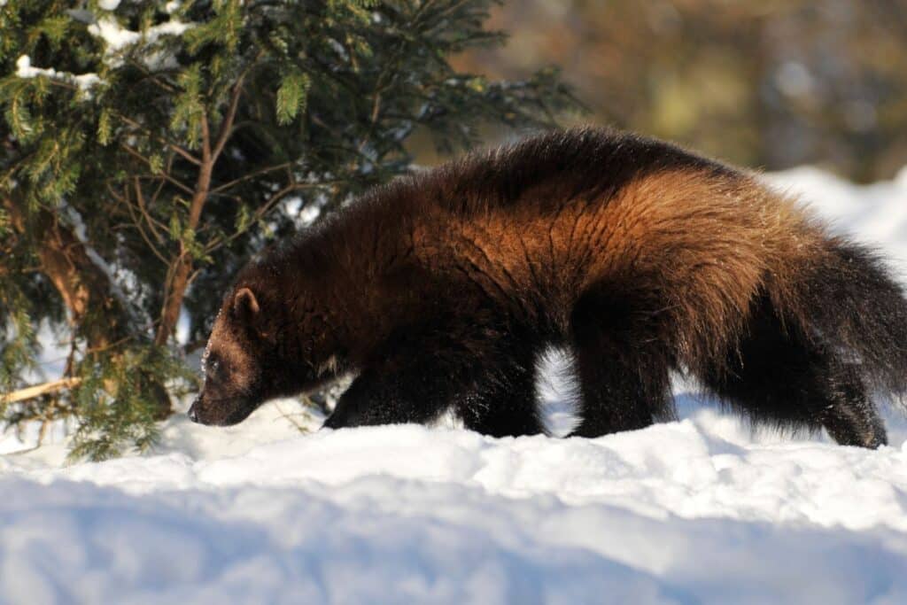Wolverine of the Arctic National Park