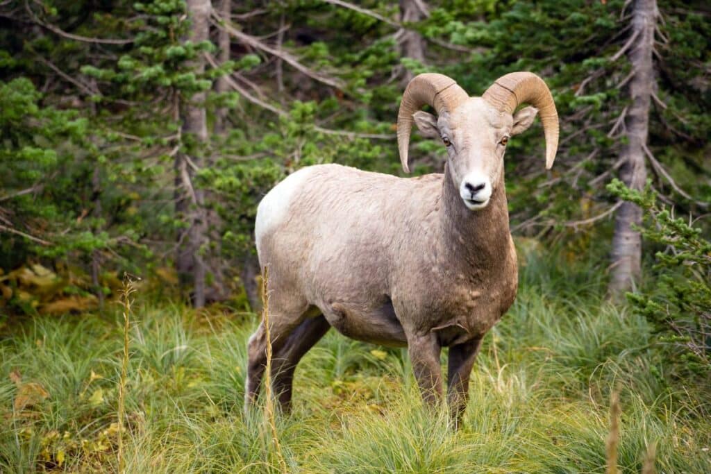 Beartooth Wildlife Management Area Bighorn Sheep montana wildlife