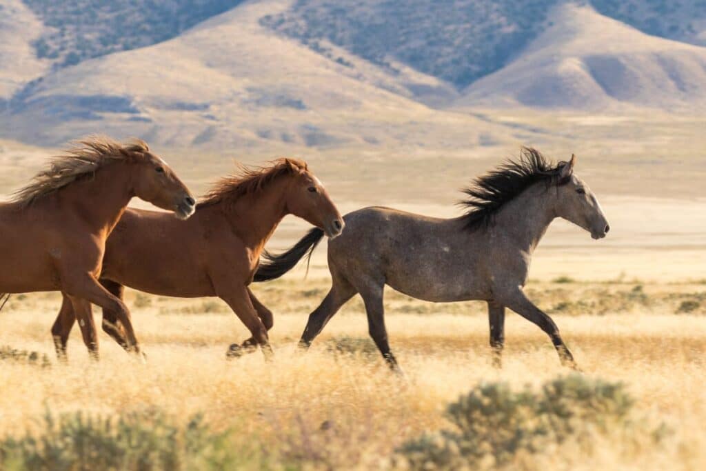 Bighorn Canyon National Recreation Area Wild Horses montana wildlife
