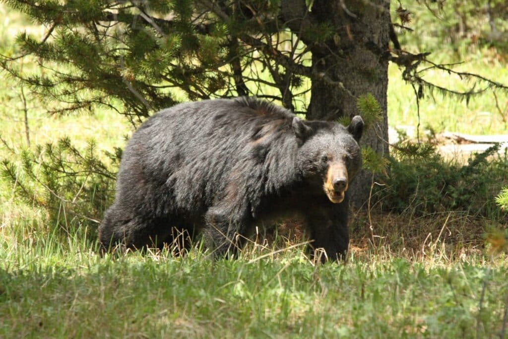 Bitterroot National Forest Black Bears montana wildlife