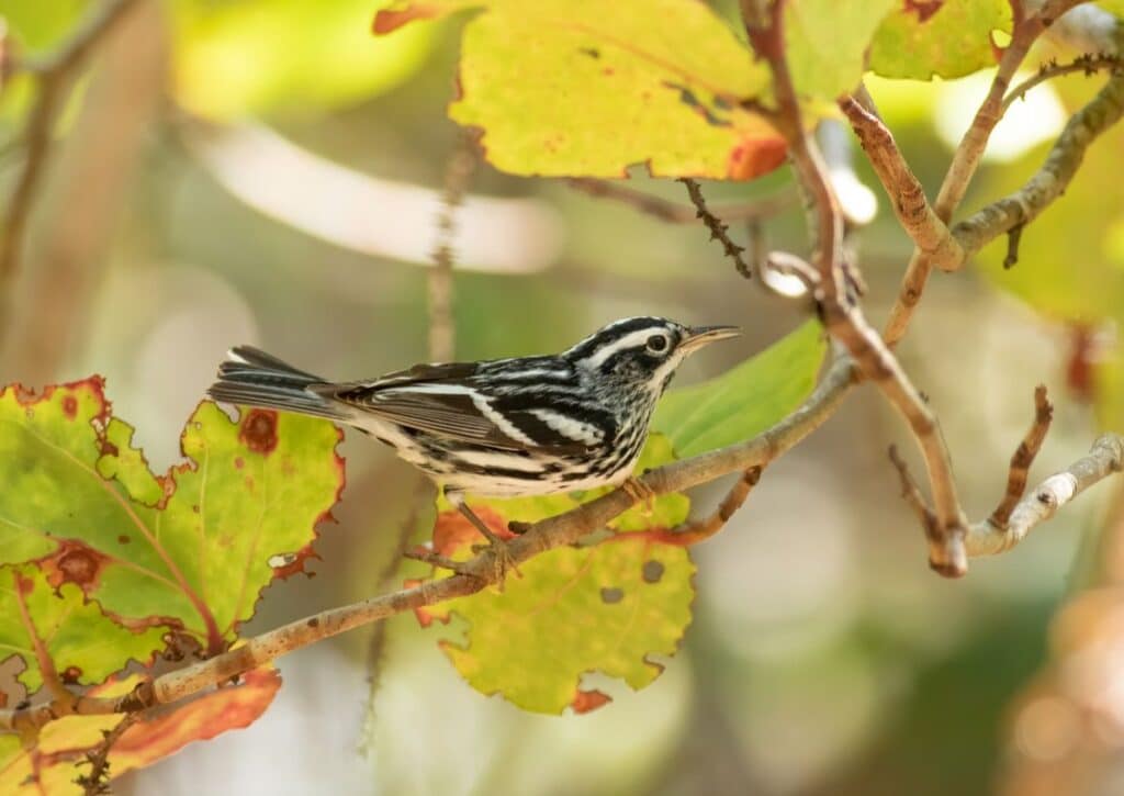 Black and white Warbler El Yunque National Forest