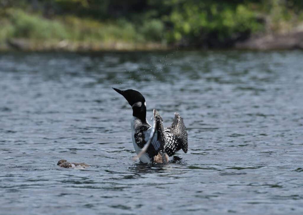 Common Loon Isle Royale National Park Animals