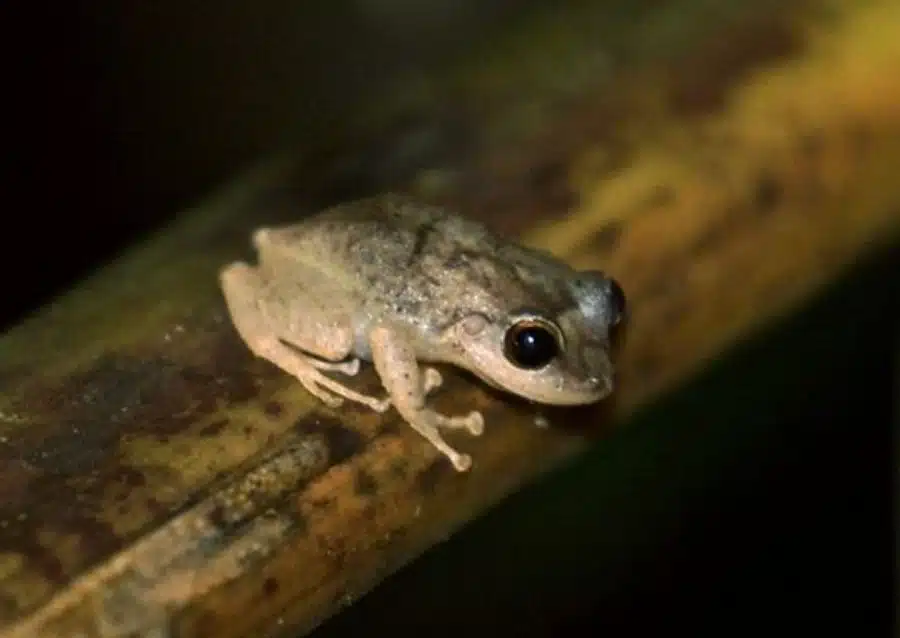 Coqui El Yunque National Forest