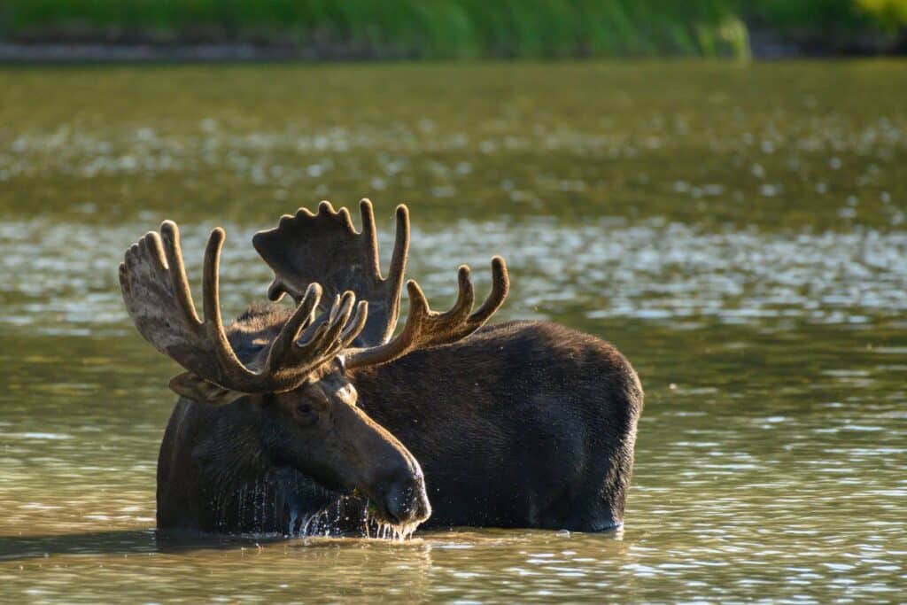 Custer Gallatin National Forest Moose montana wildlife