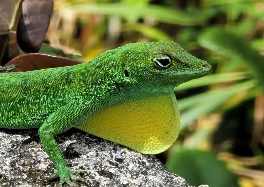 Emerald Anole El Yunque National Forest