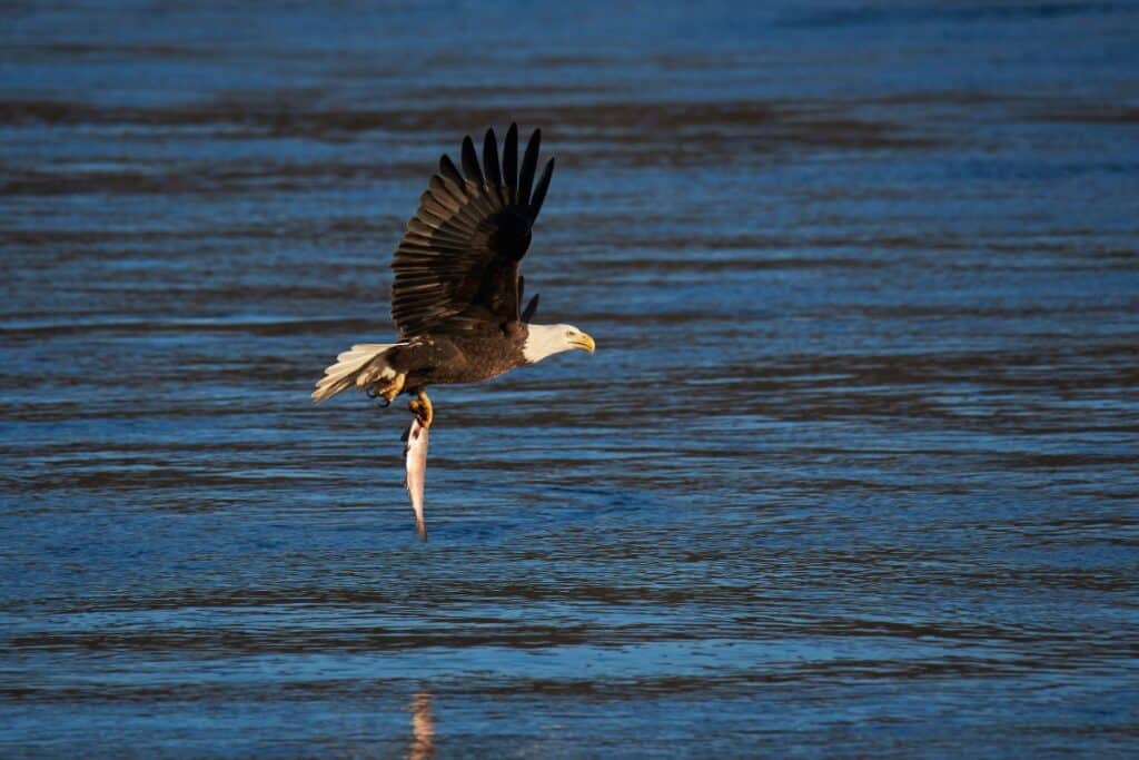 Flathead Lake Bald Eagles montana wildlife
