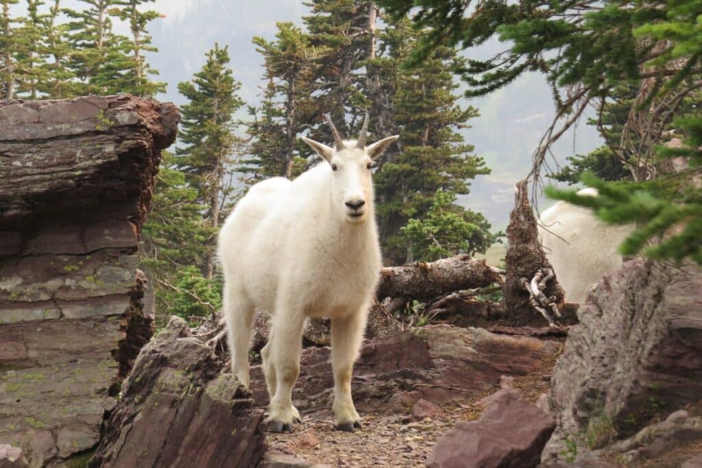 Glacier National Park Mountain Goats montana wildlife