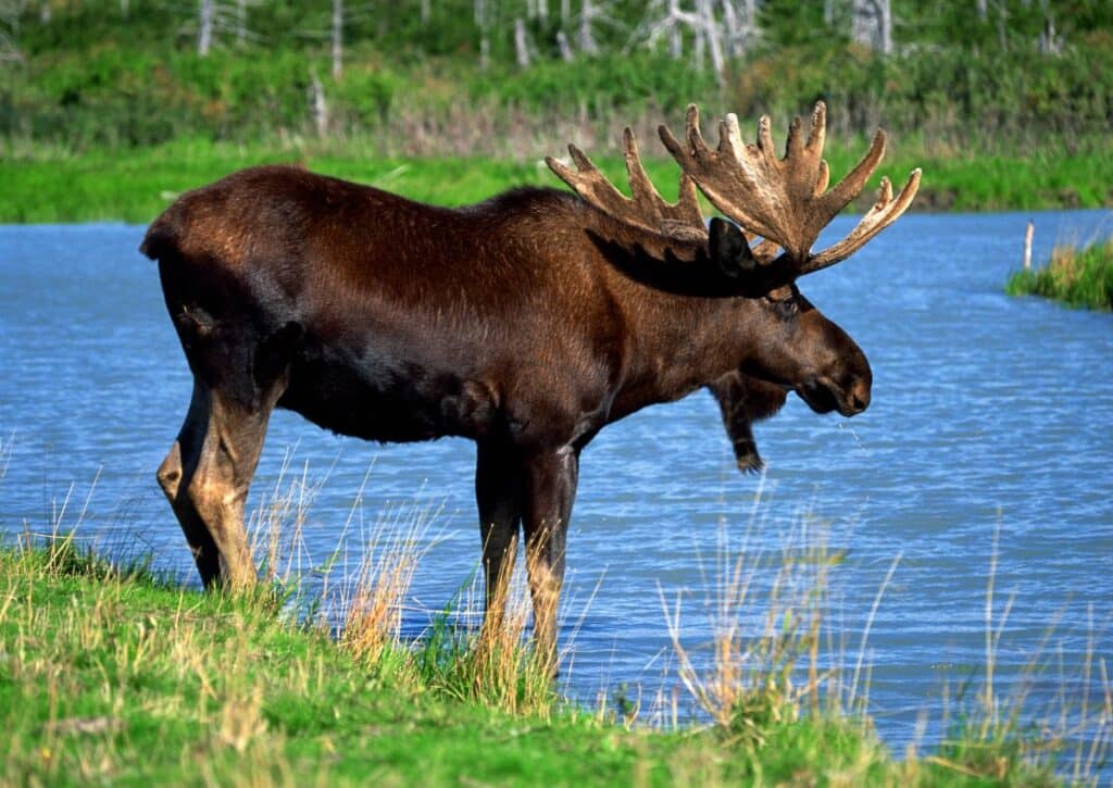 Moose Isle Royale National Park Animals
