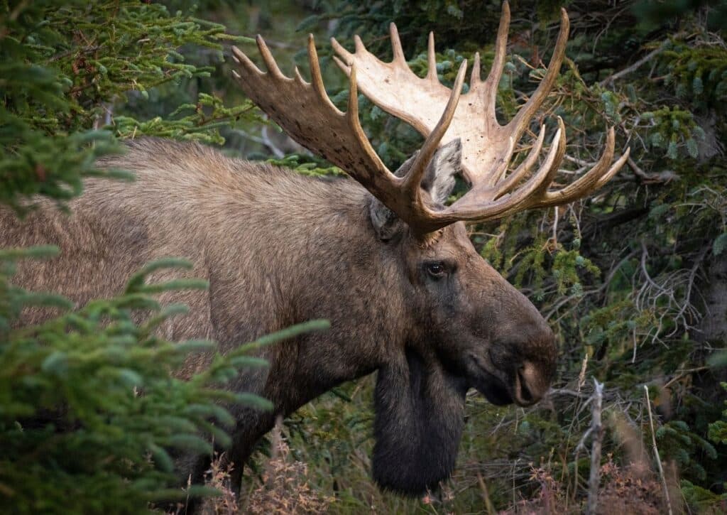Moose Tongass National Forest