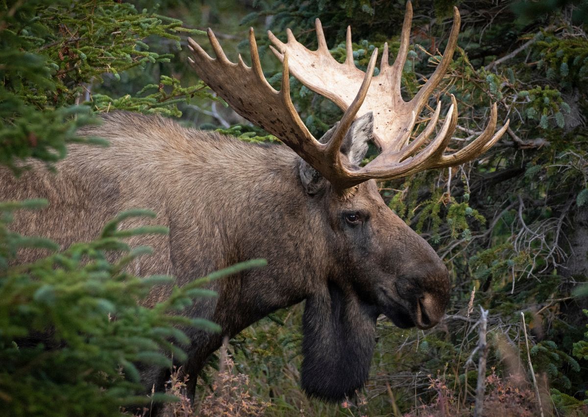 17 Animals In Tongass National Forest Seen On Our Hikes! (Photos Included)