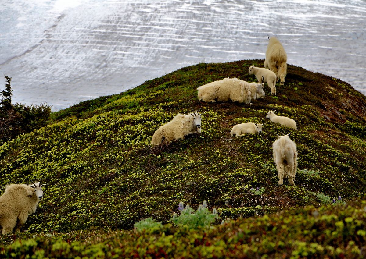 17 Animals In Tongass National Forest Seen On Our Hikes! (Photos Included)