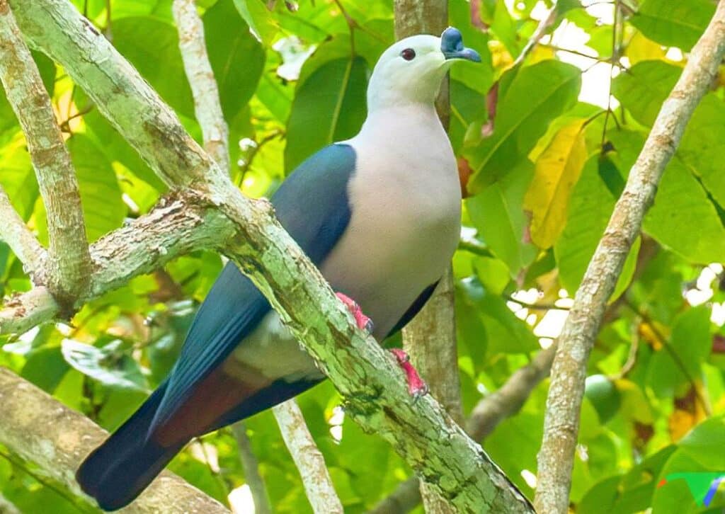 Pacific Pigeons Samoa National Park Animals