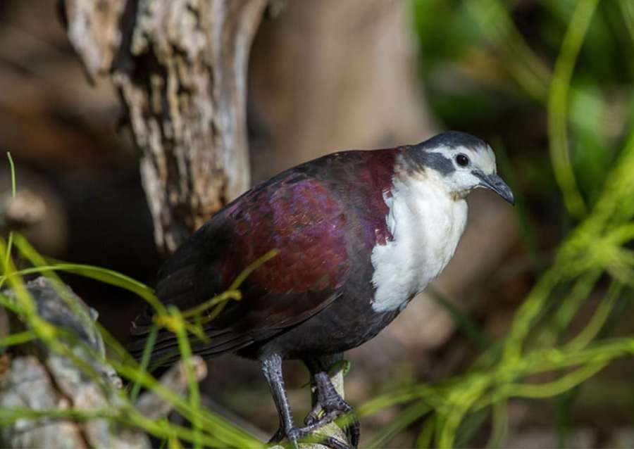 Polynesian Ground Doves Samoa National Park Animals
