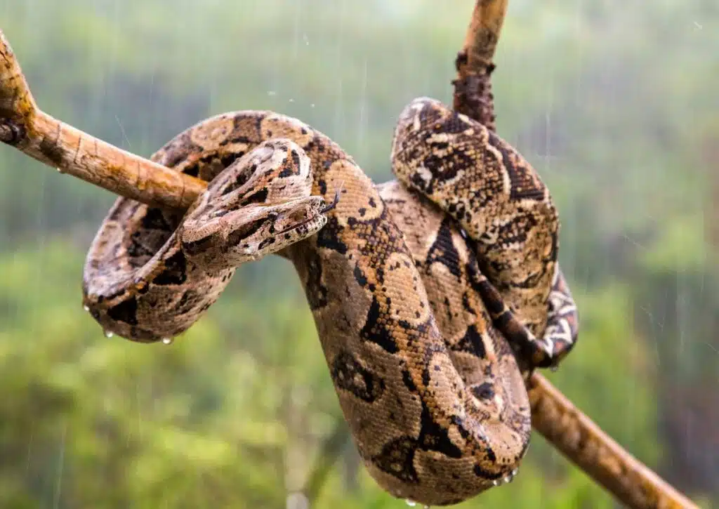 Puerto Rican Boa El Yunque National Forest