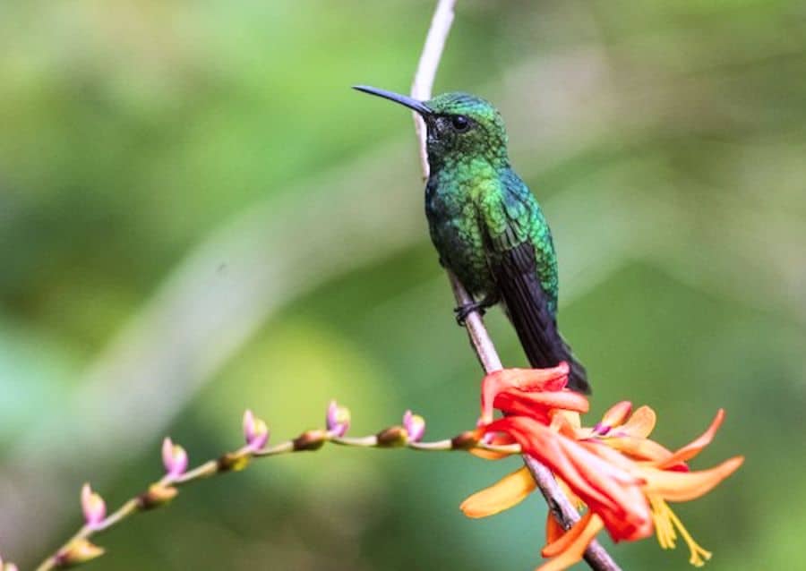 Puerto Rican Emerald El Yunque National Forest