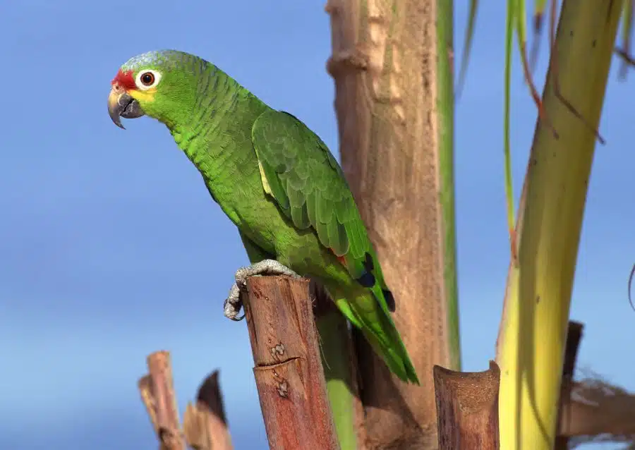 Puerto Rican Parrot El Yunque National Forest