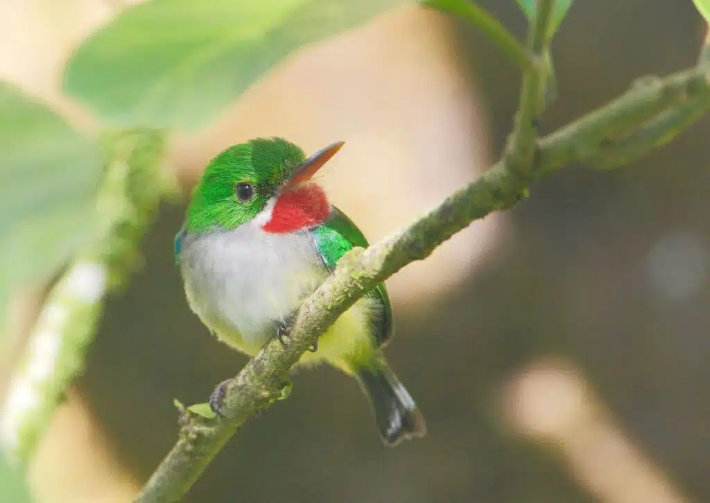 Puerto Rican Tody El Yunque National Forest 1