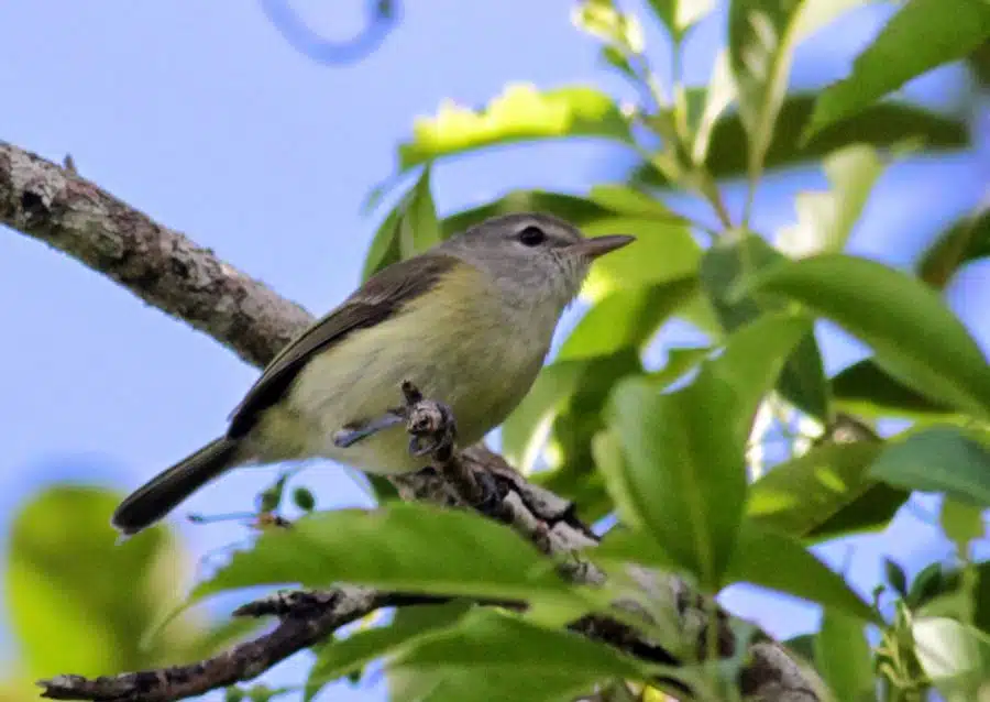 Puerto Rican Vireo El Yunque National Forest