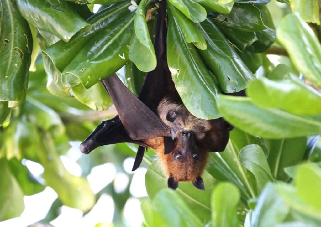 Samoan Fruit Bats Samoa National Park Animals