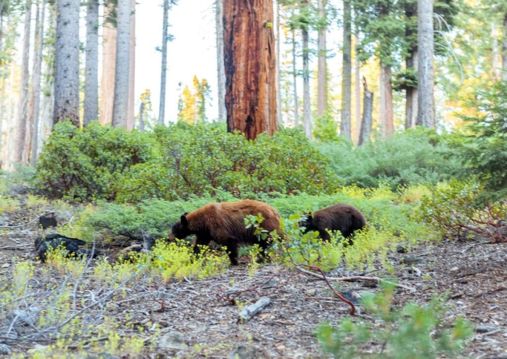 Sequoia What National Parks in California Have Bears