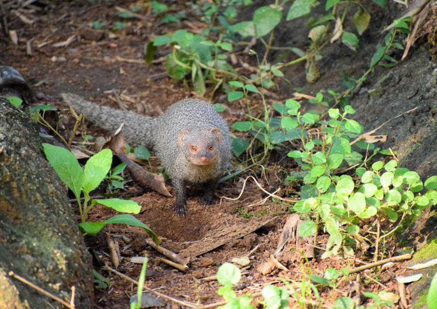 Small Indian Mongoose El Yunque National Forest