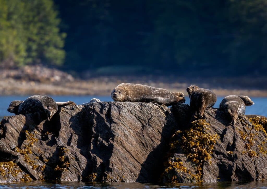 The Harbor Seal Tongass National Forest