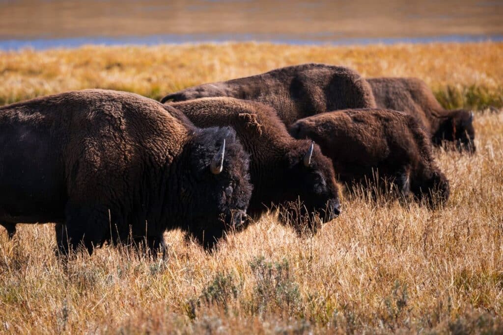 The National Bison Range montana wildlife