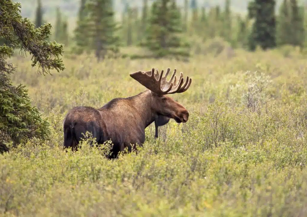 Tongass National Forest animals